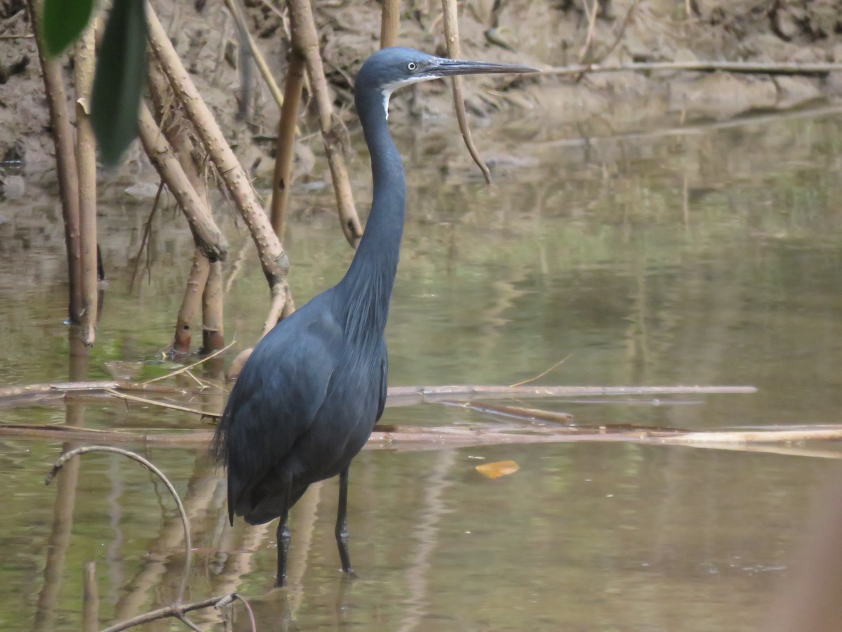 Western Reef-Heron - ML632108757