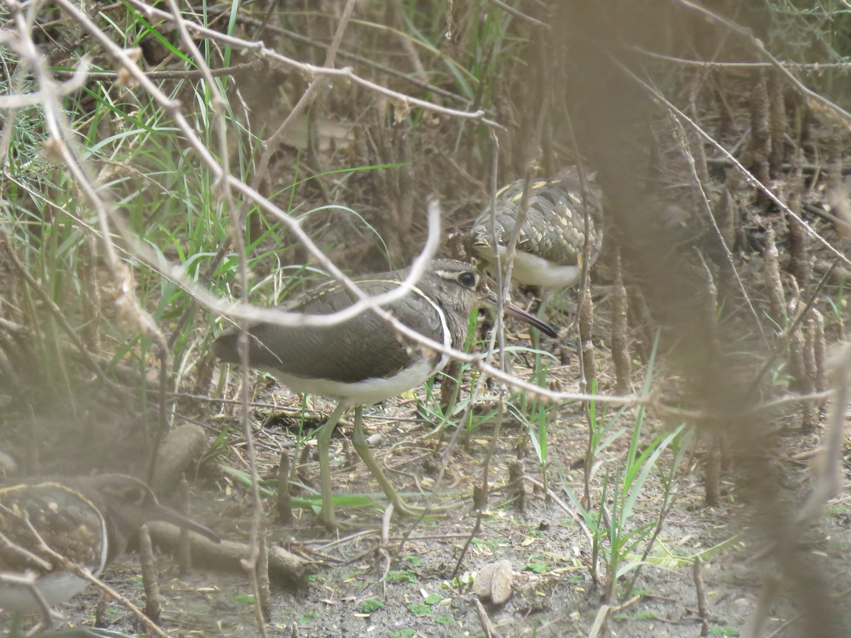 Greater Painted-Snipe - ML632108787