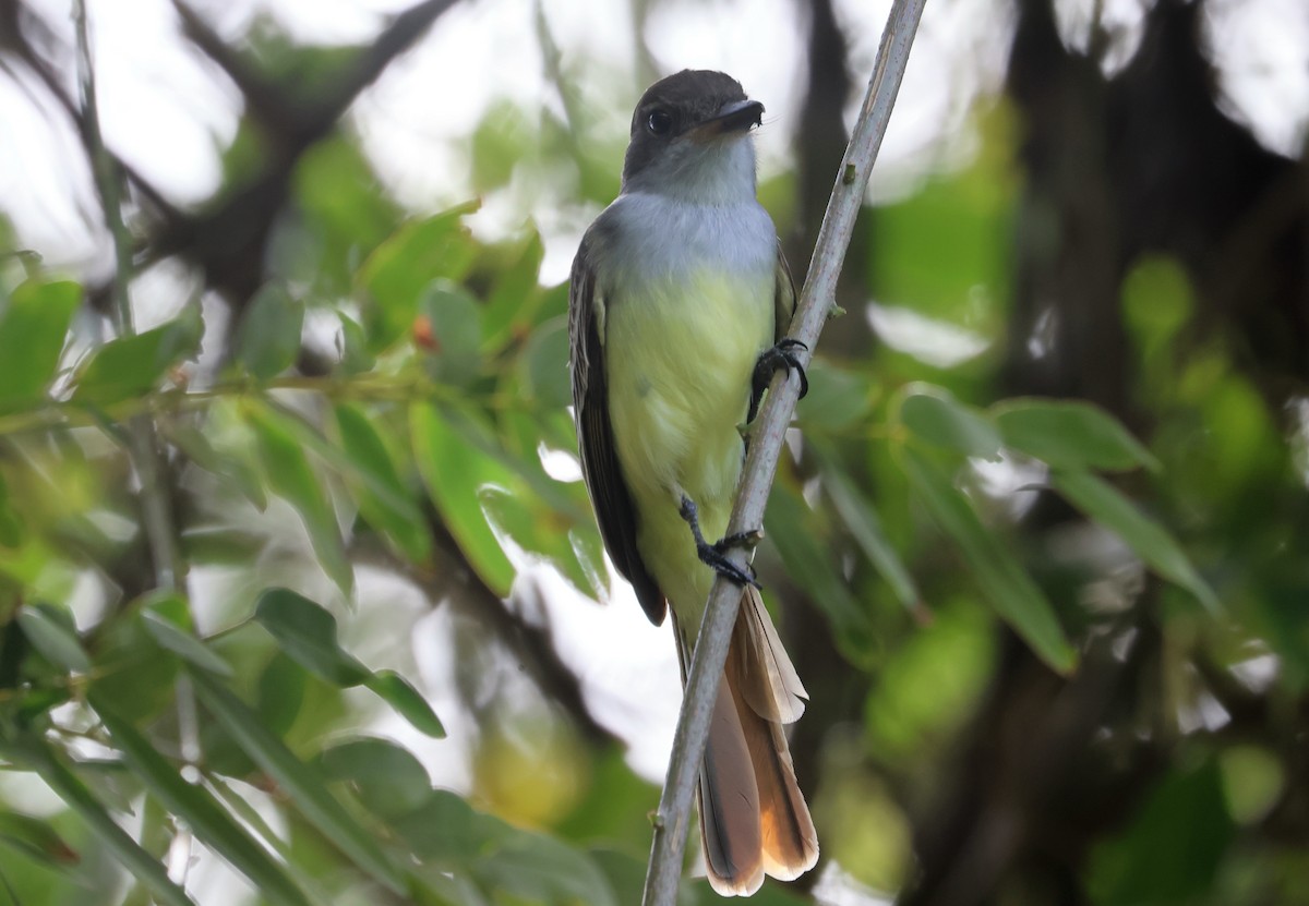 Grenada Flycatcher - ML632108788