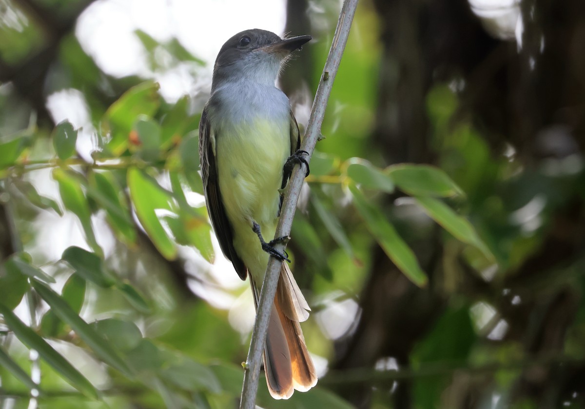 Grenada Flycatcher - ML632108821
