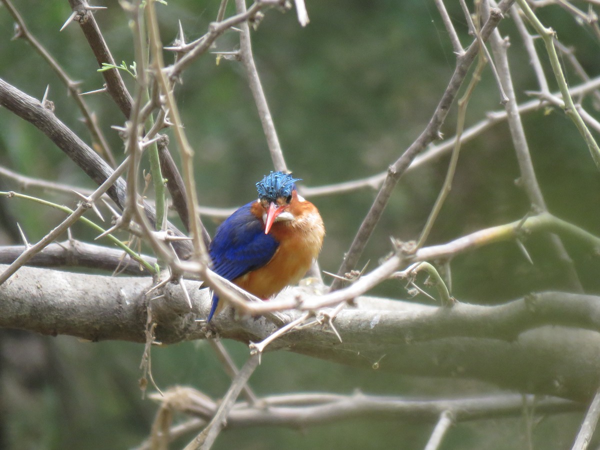 Malachite Kingfisher - ML632108828