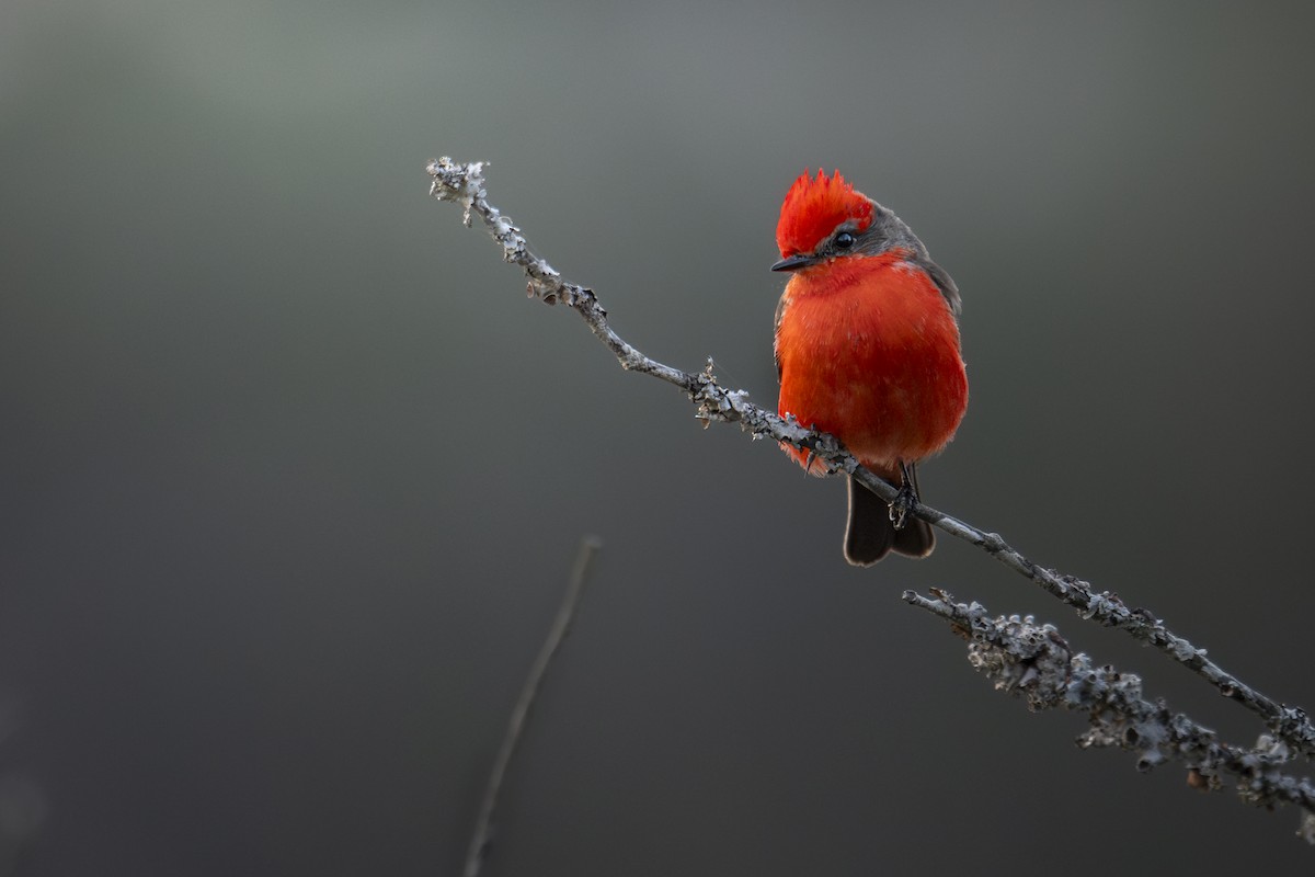 Vermilion Flycatcher - ML632108853