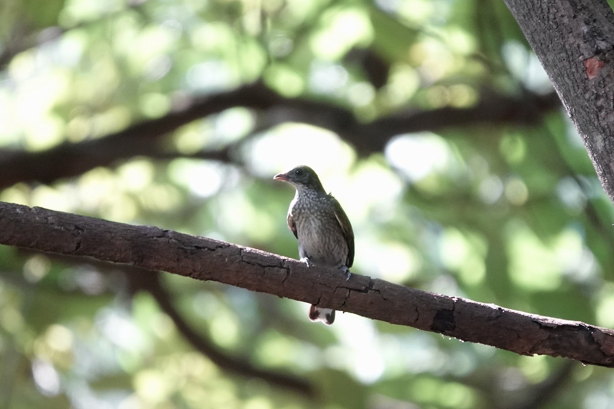 Spotted Honeyguide - ML632108871