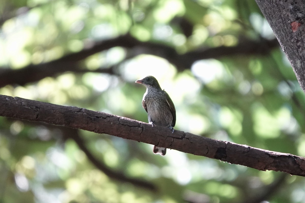 Spotted Honeyguide - ML632108872