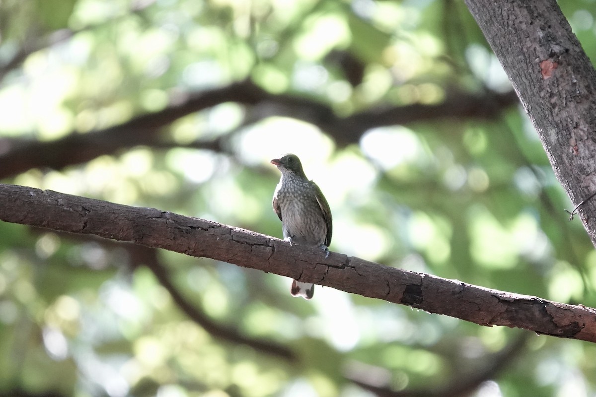 Spotted Honeyguide - ML632108876