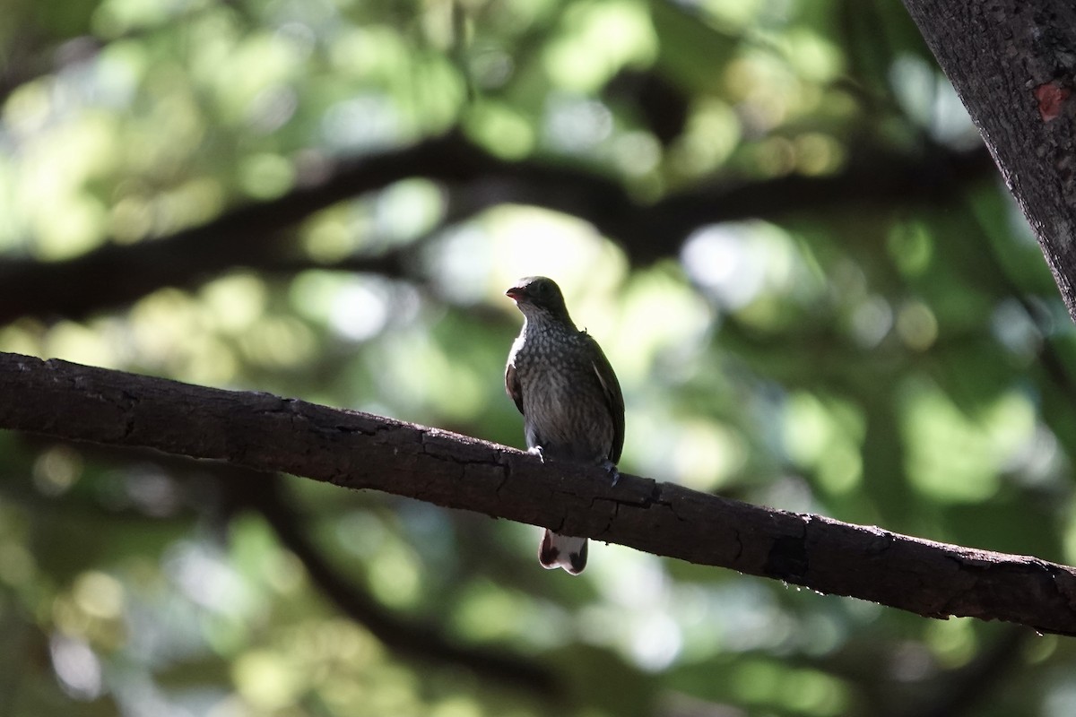 Spotted Honeyguide - ML632108878