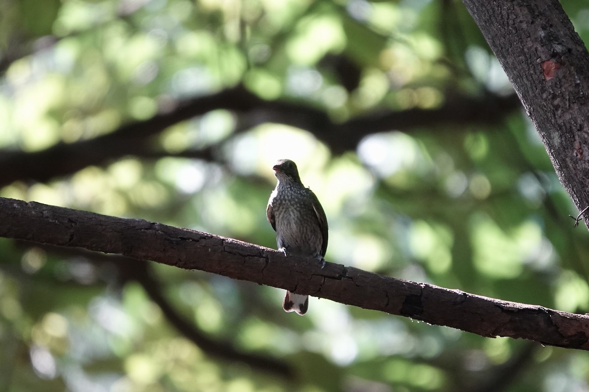 Spotted Honeyguide - ML632108880