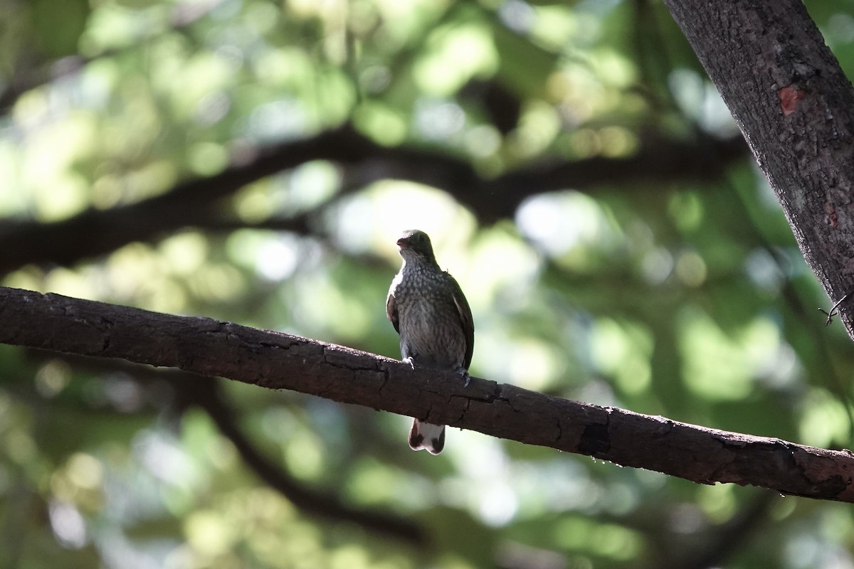 Spotted Honeyguide - ML632108883
