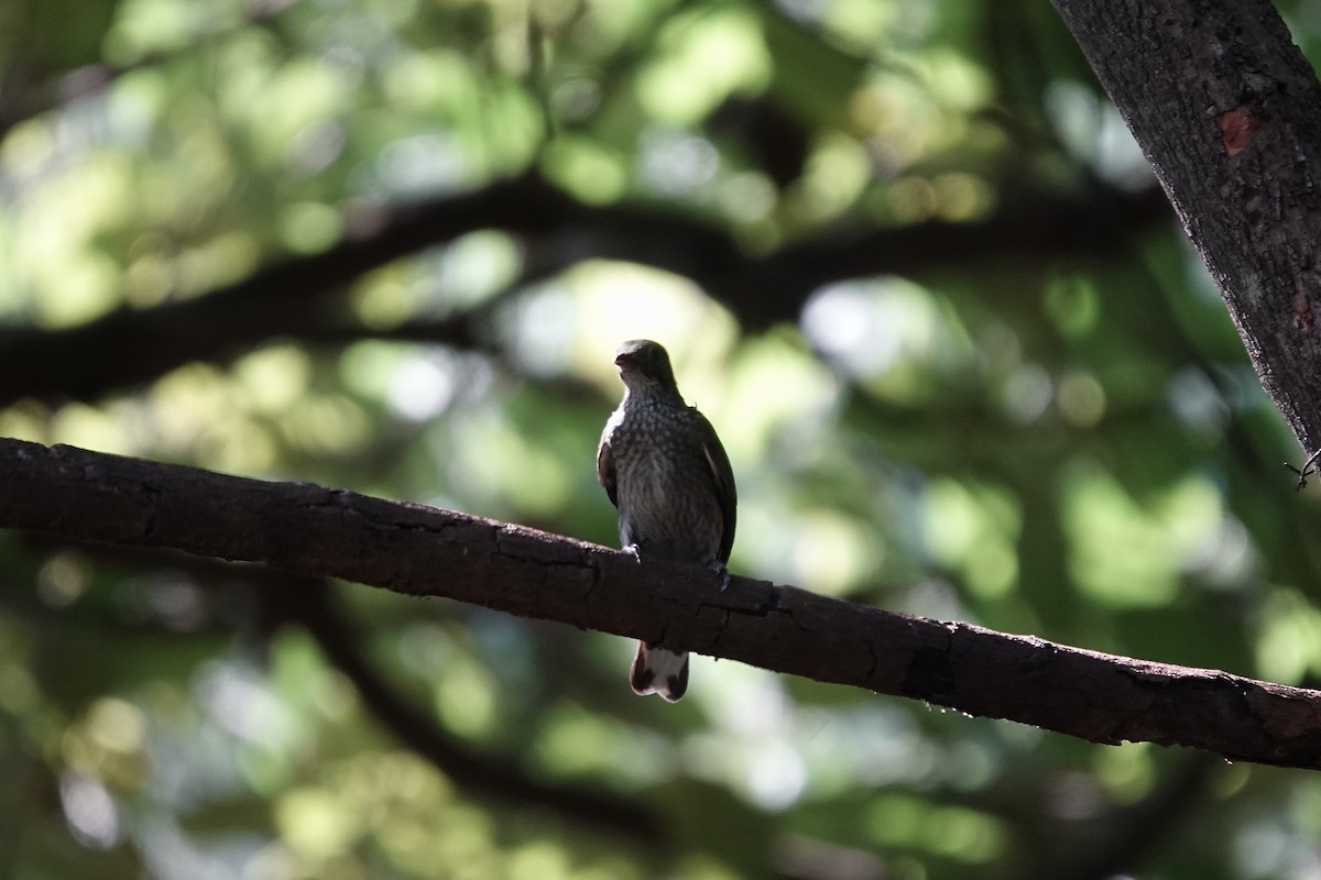 Spotted Honeyguide - ML632108884