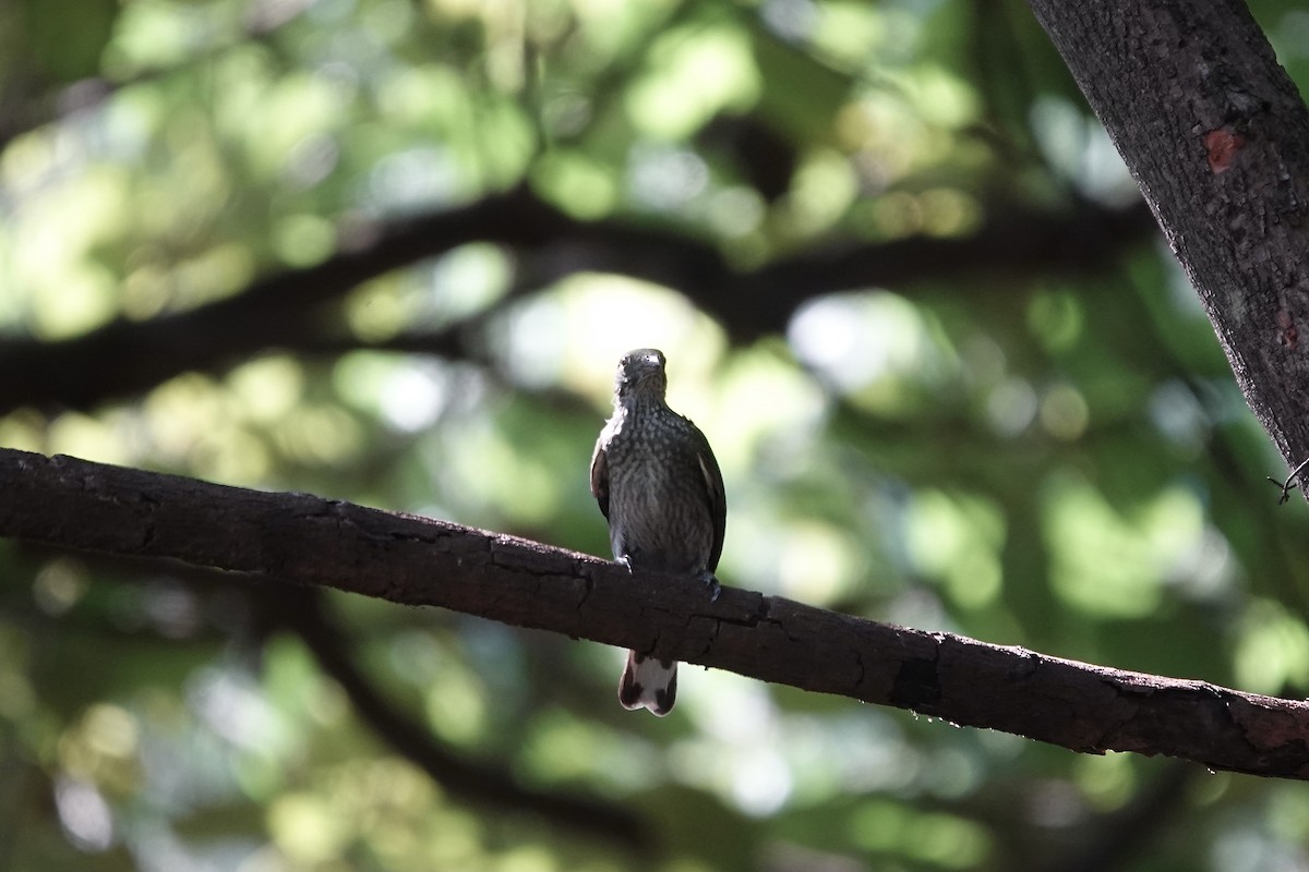 Spotted Honeyguide - ML632108885