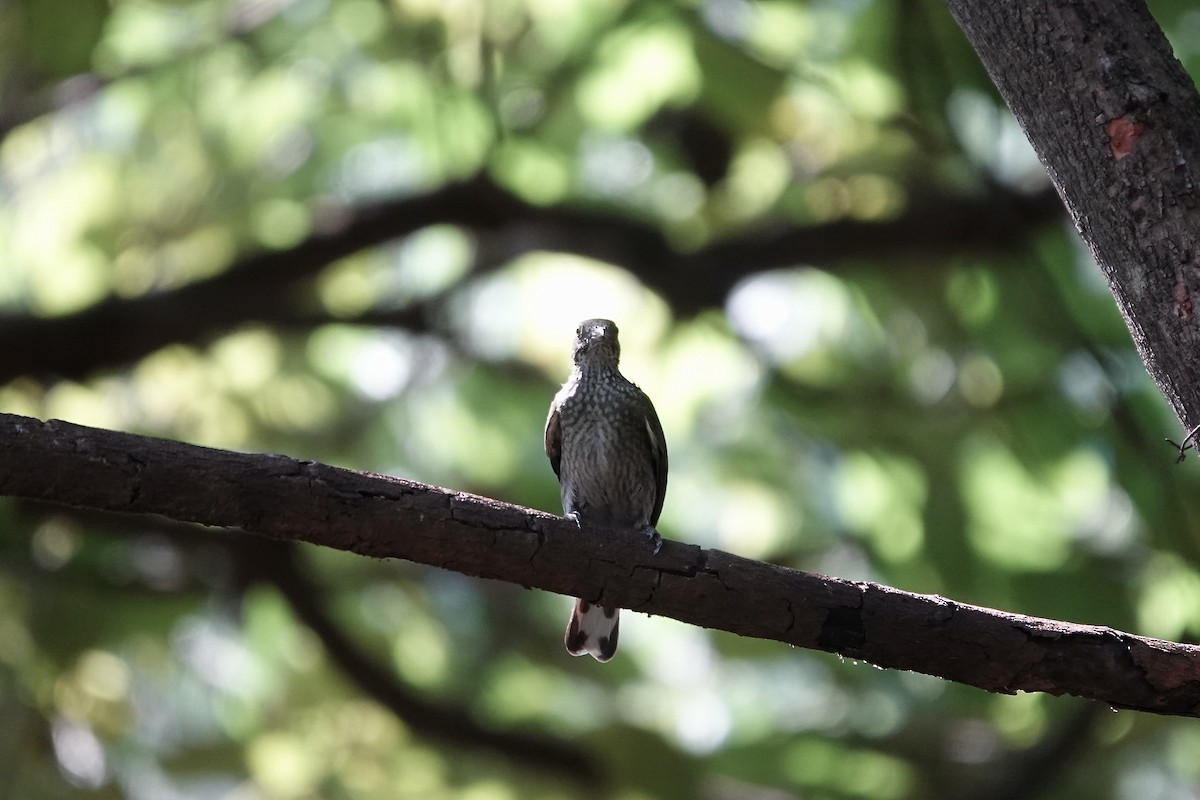 Spotted Honeyguide - ML632108888