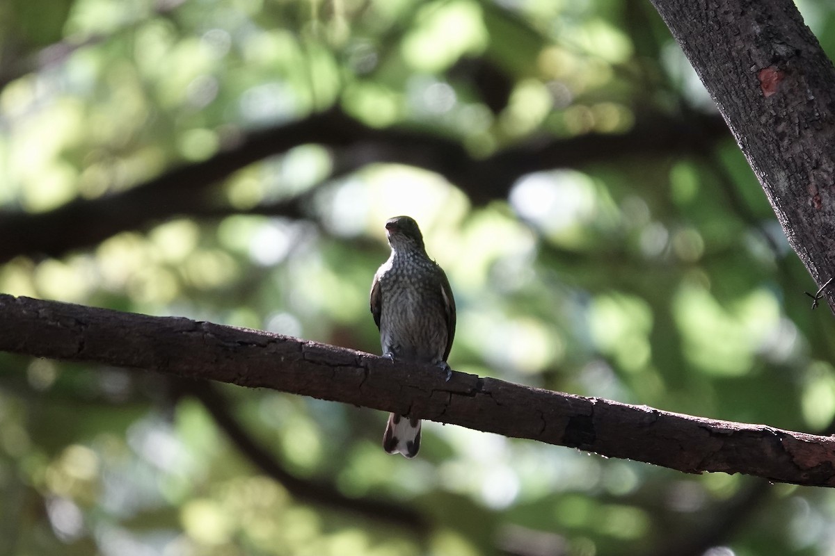 Spotted Honeyguide - ML632108890