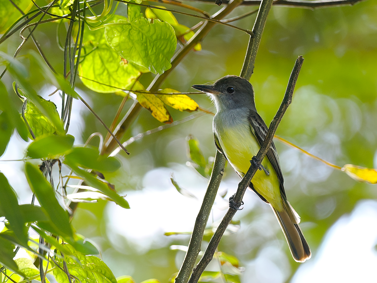 Grenada Flycatcher - ML632108892