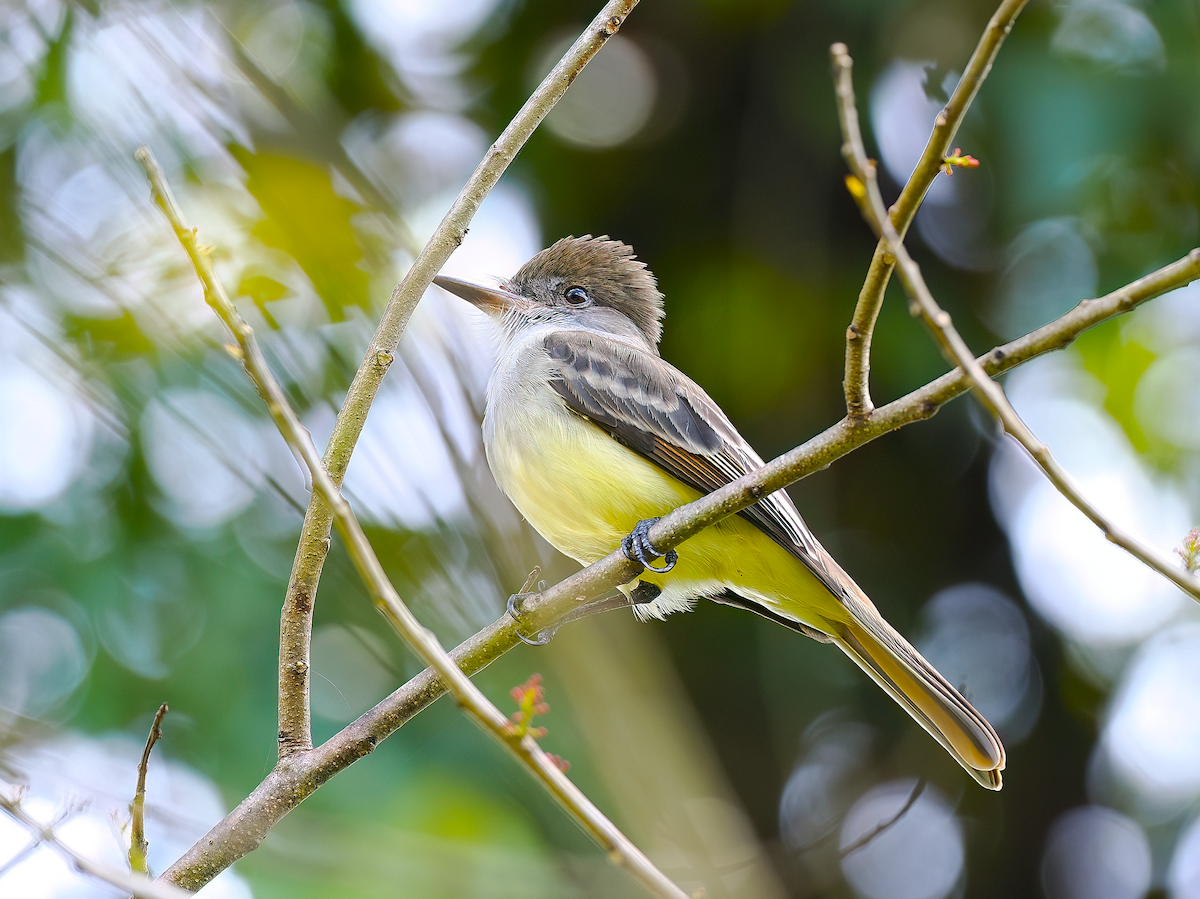 Grenada Flycatcher - ML632108895