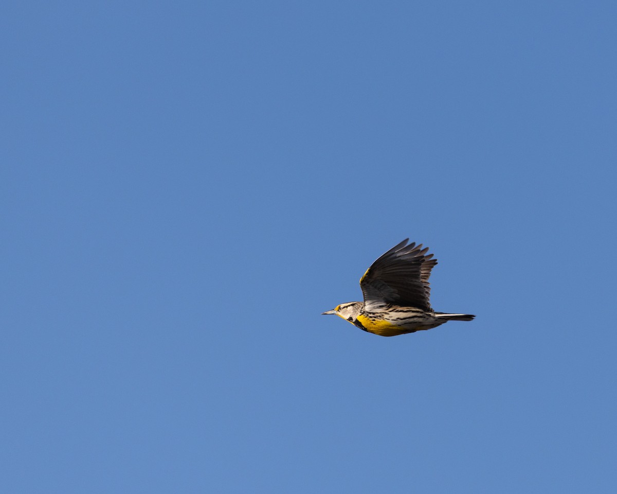 Eastern Meadowlark - ML632108900