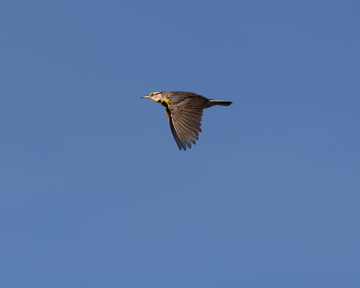 Eastern Meadowlark - ML632108901