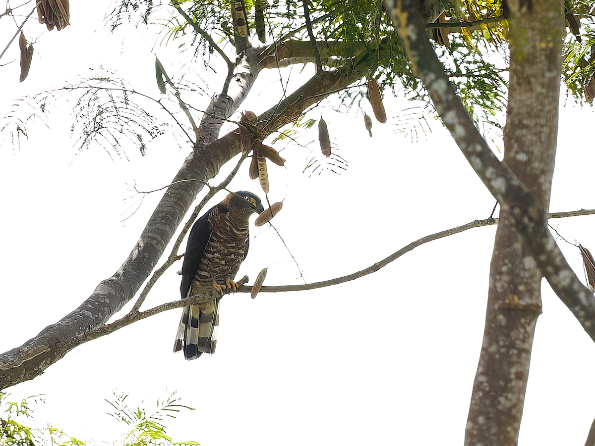 Hook-billed Kite - ML632108906