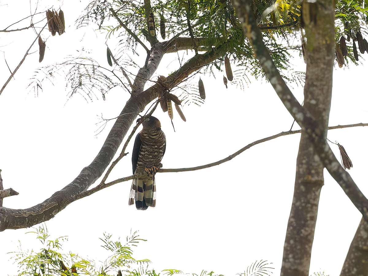 Hook-billed Kite - ML632108908