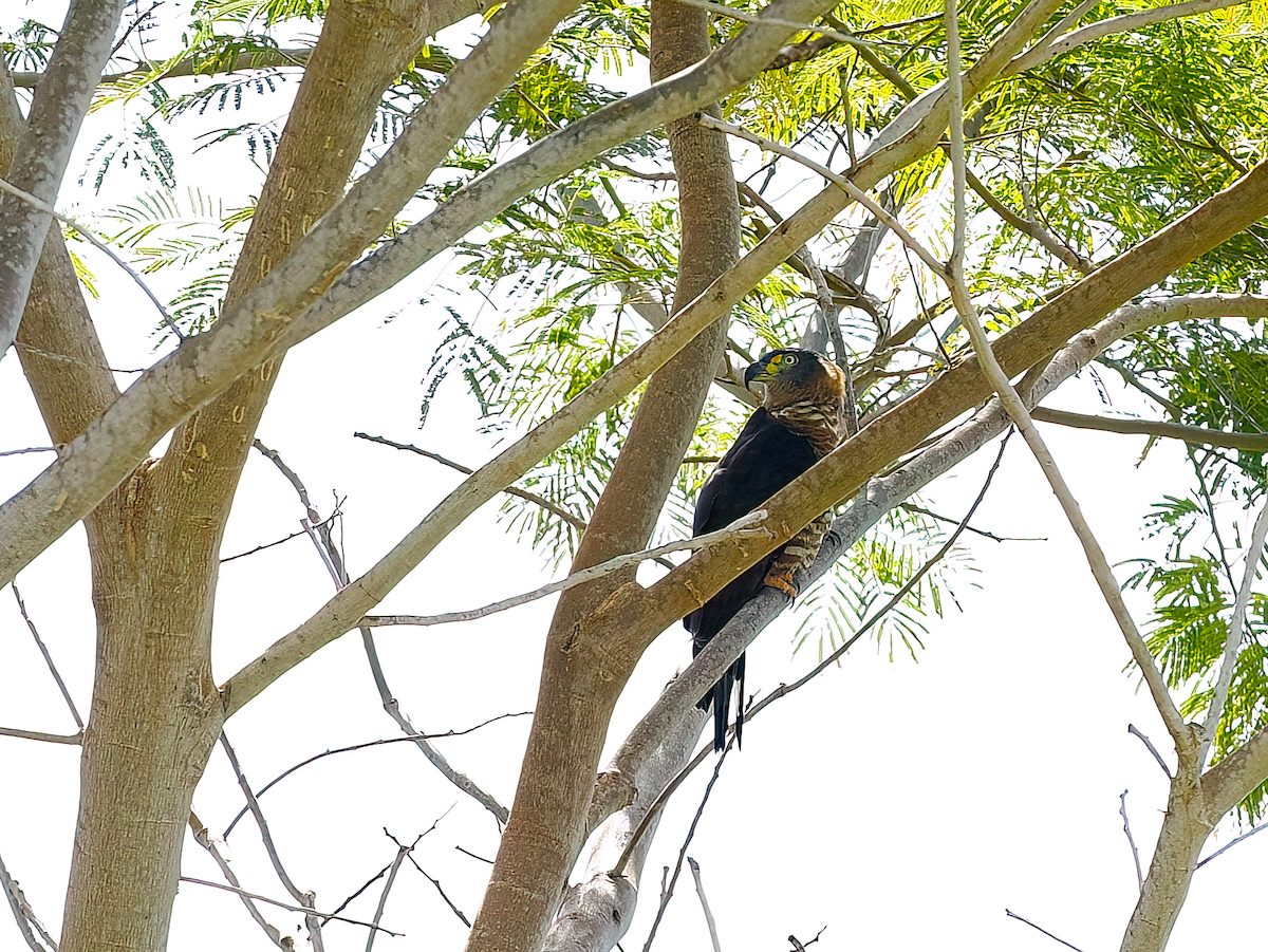 Hook-billed Kite - ML632108909