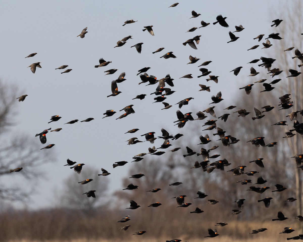Red-winged Blackbird - ML632108915