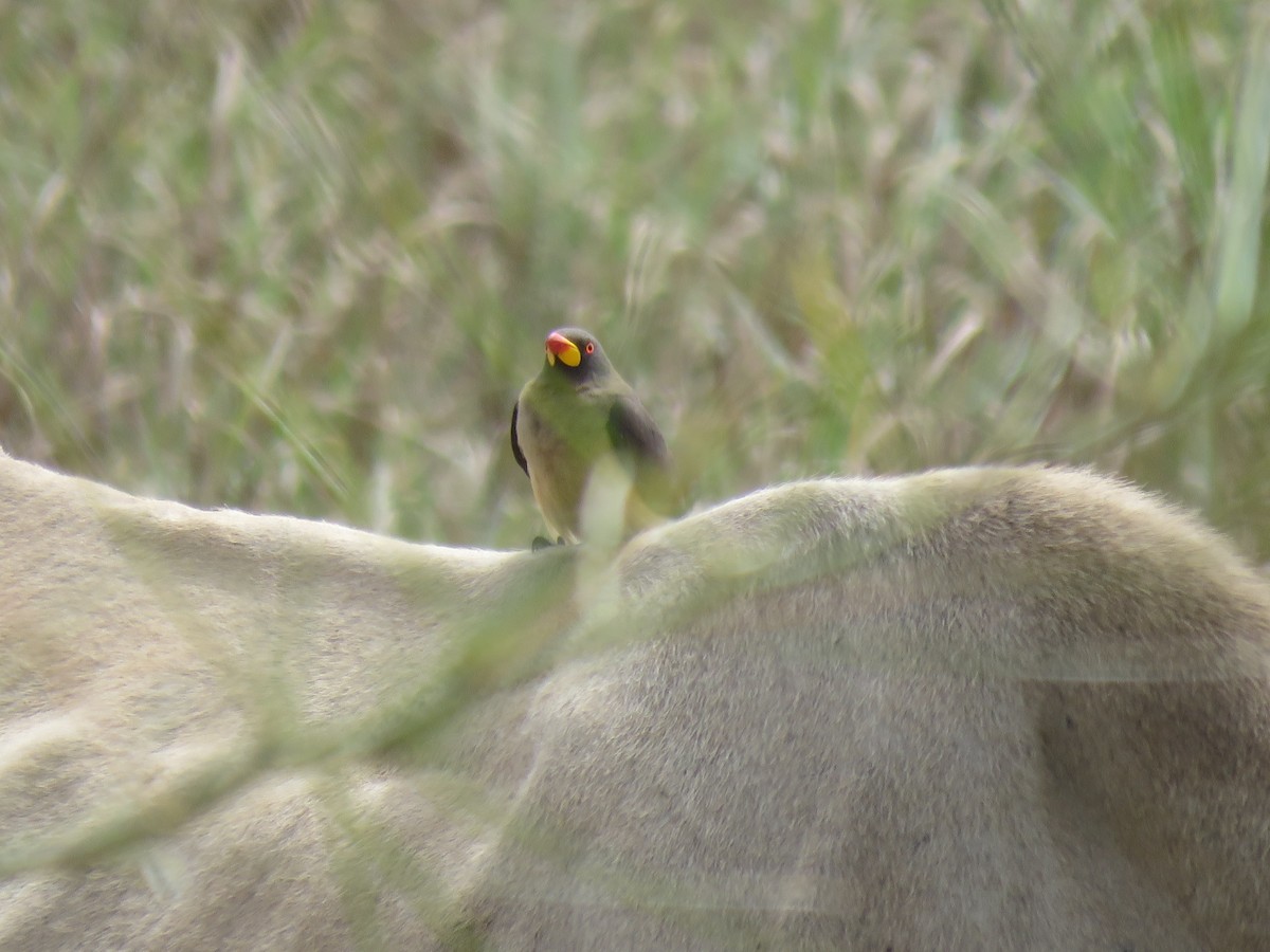 Yellow-billed Oxpecker - ML632108953