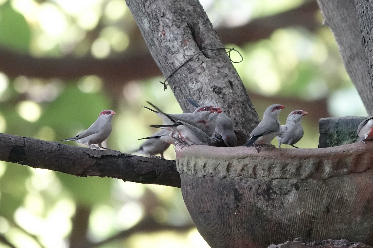 Black-rumped Waxbill - ML632109023