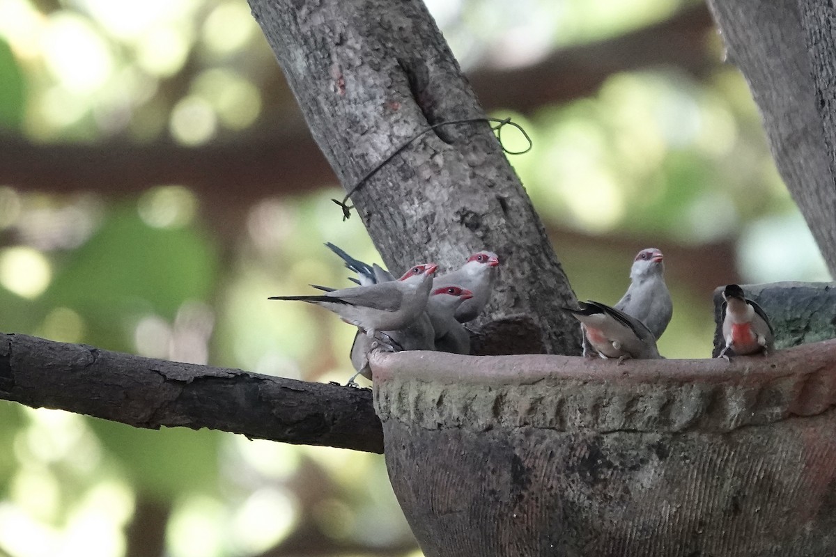 Black-rumped Waxbill - ML632109024