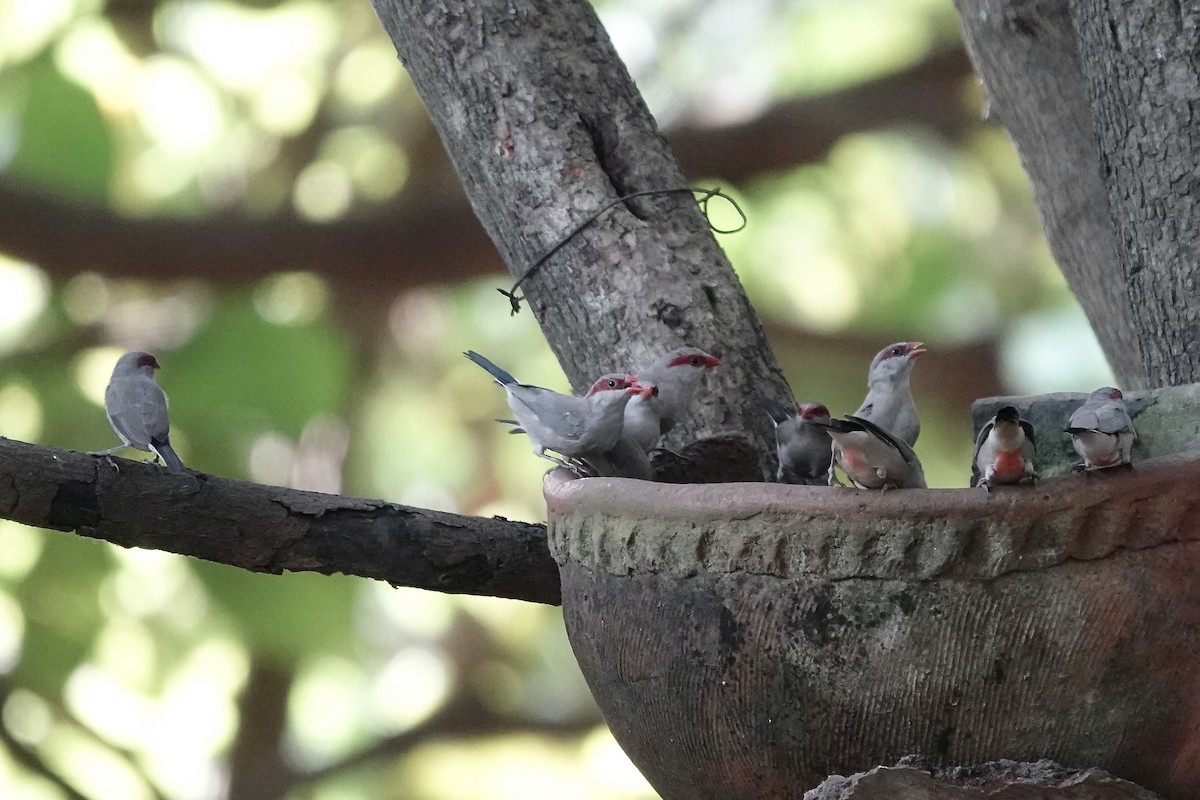 Black-rumped Waxbill - ML632109028