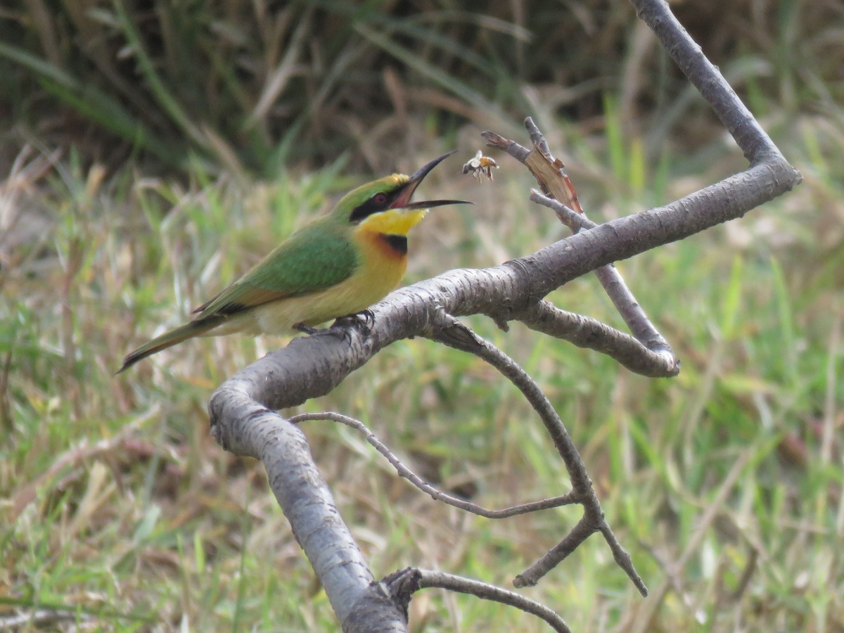Little Bee-eater - ML632109035
