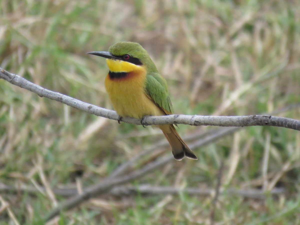 Little Bee-eater - ML632109041
