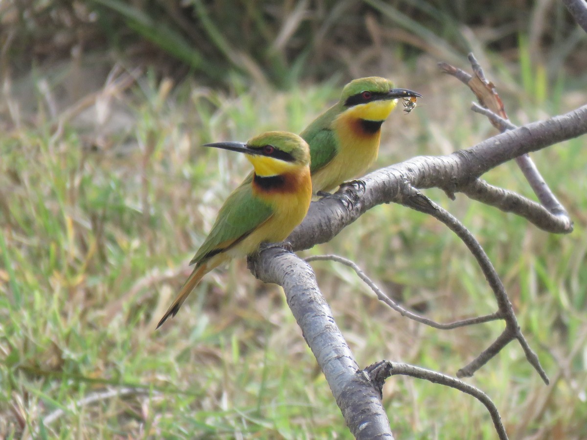 Little Bee-eater - ML632109048