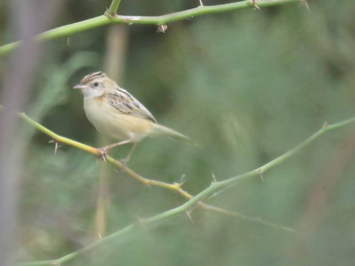 Zitting Cisticola - ML632109067