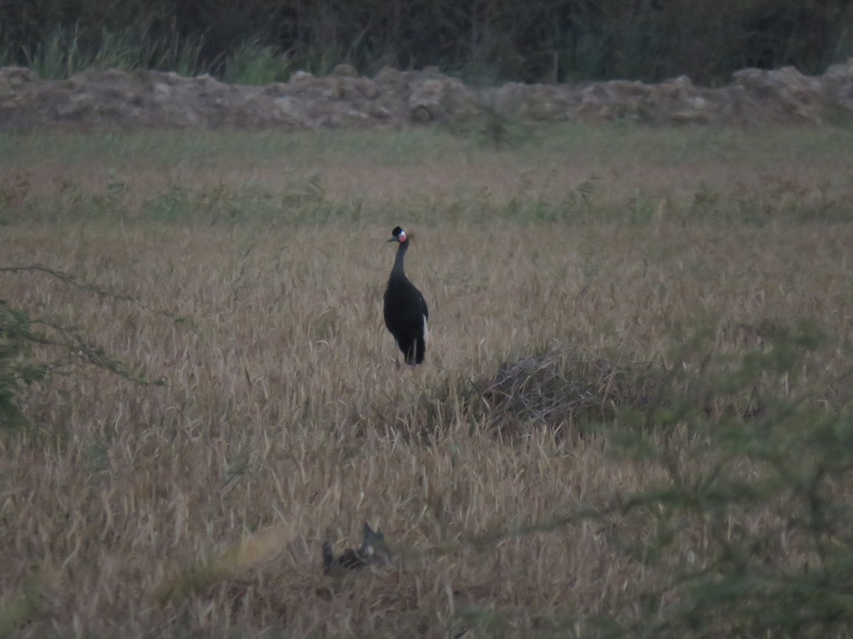 Black Crowned-Crane - ML632109106