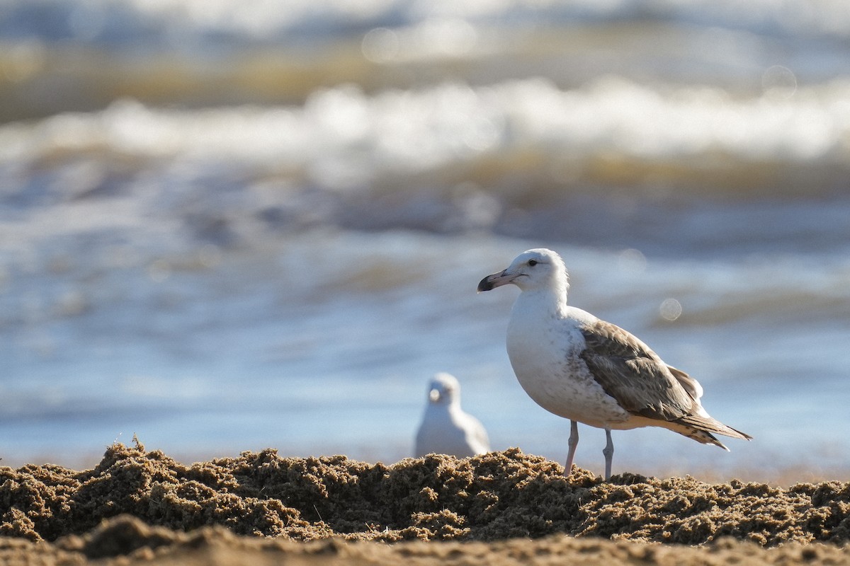 Kelp Gull - ML632109159