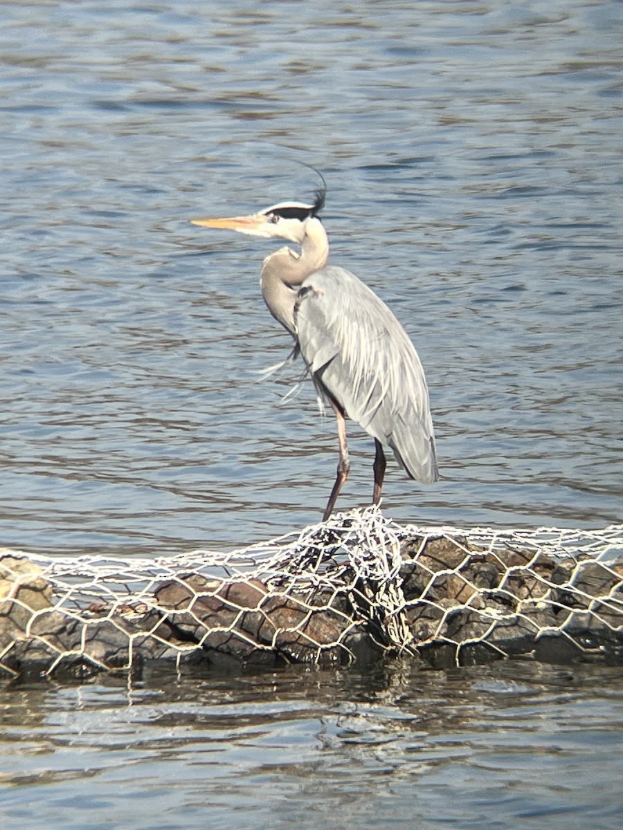 Great Blue Heron - ML632109175