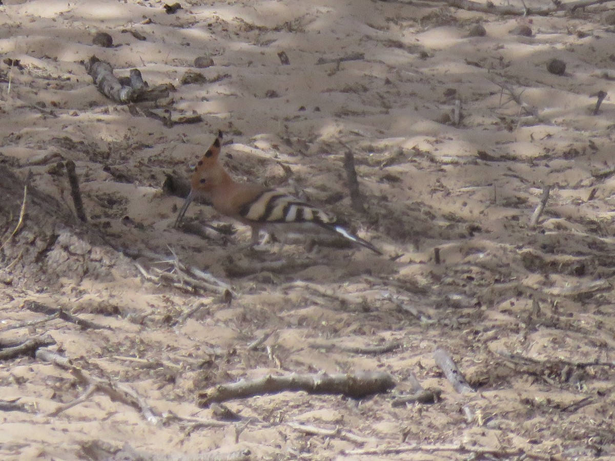 Common Hoopoe - ML632109179