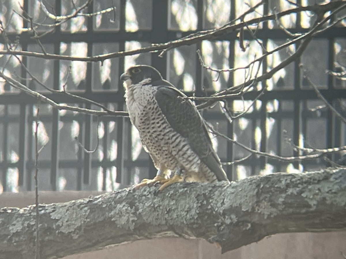 Peregrine Falcon - ML632109199