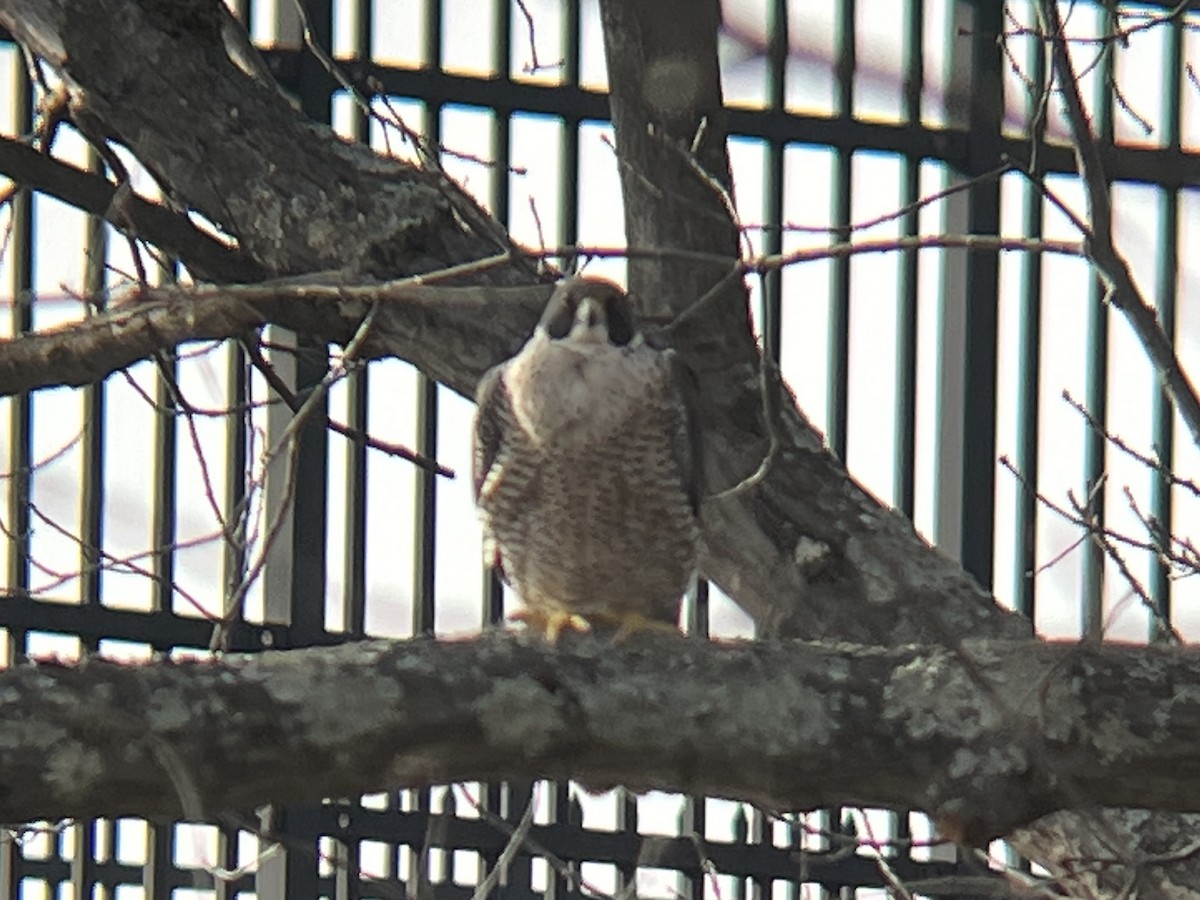 Peregrine Falcon - ML632109201