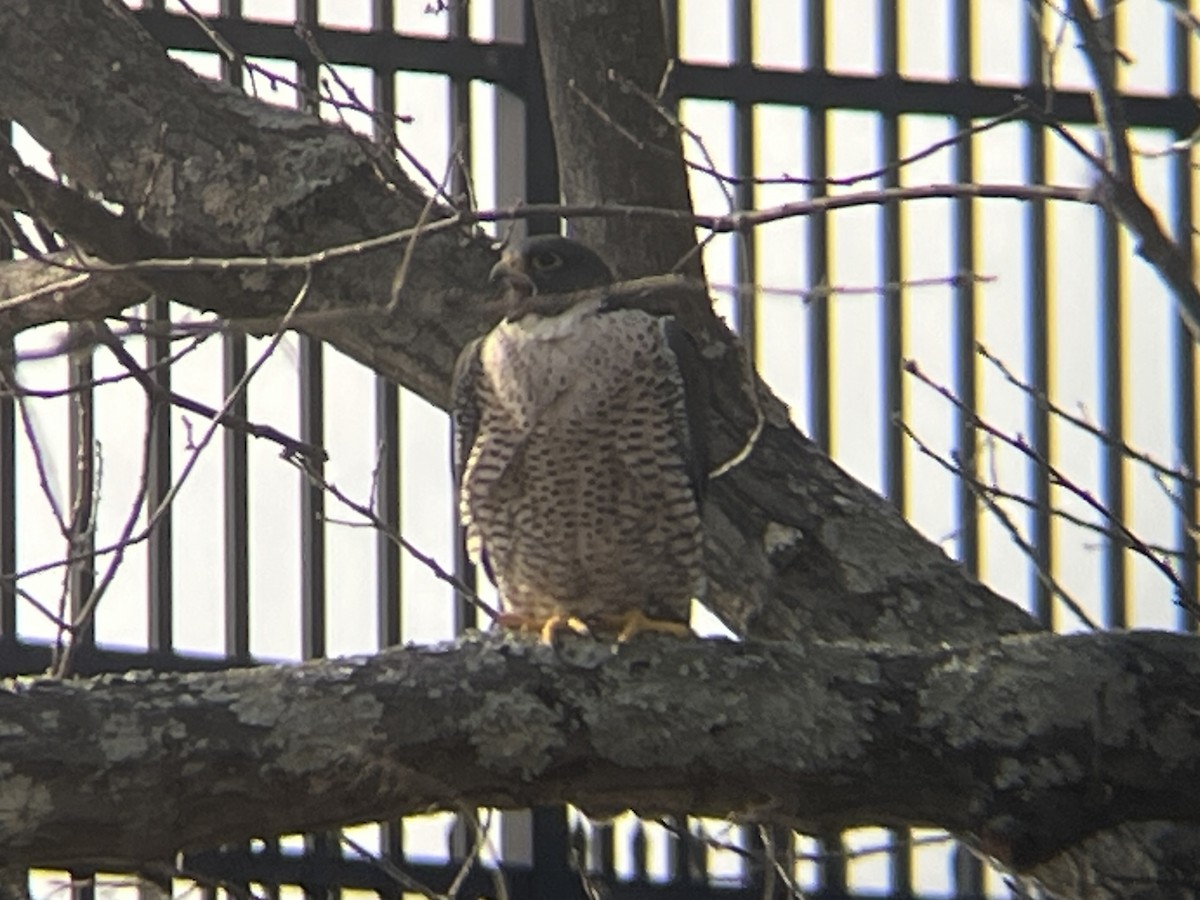 Peregrine Falcon - ML632109202