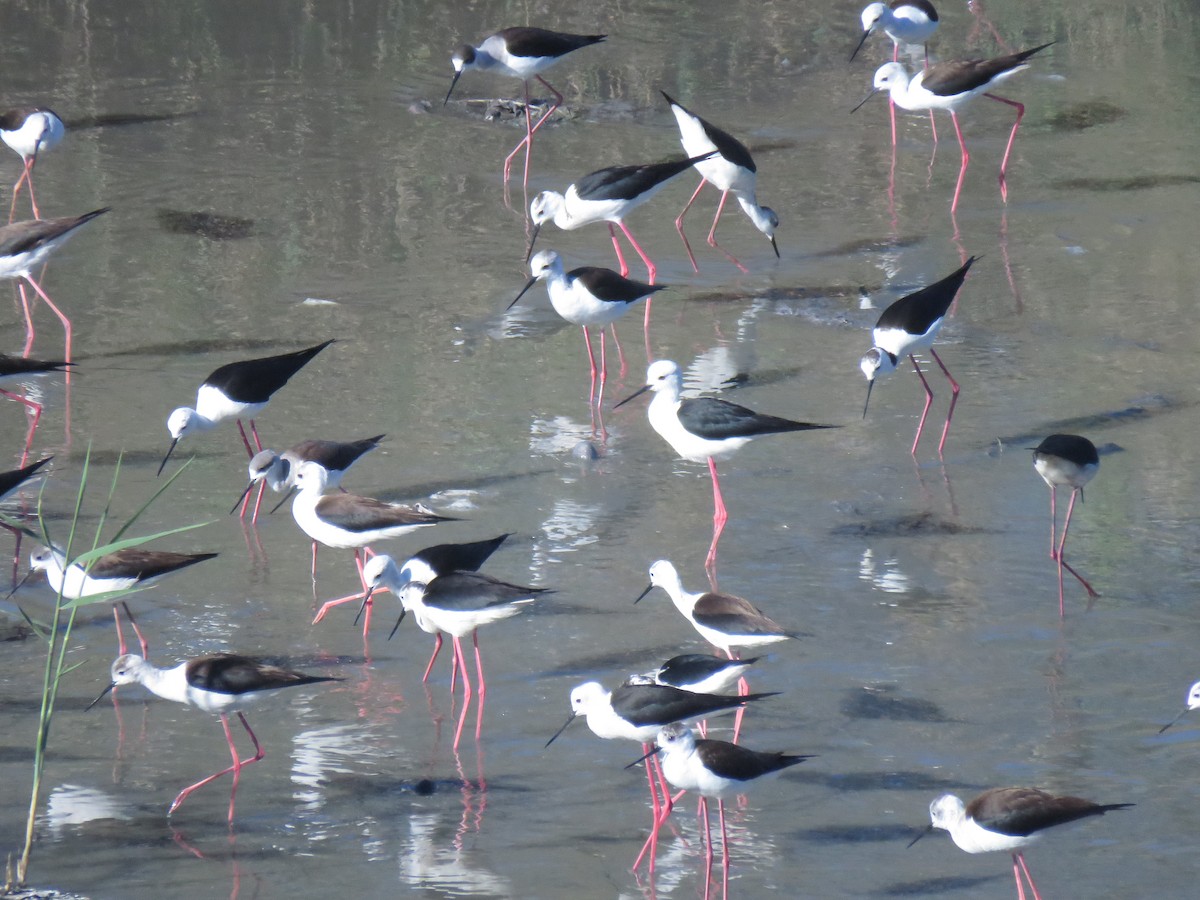 Black-winged Stilt - ML632109410