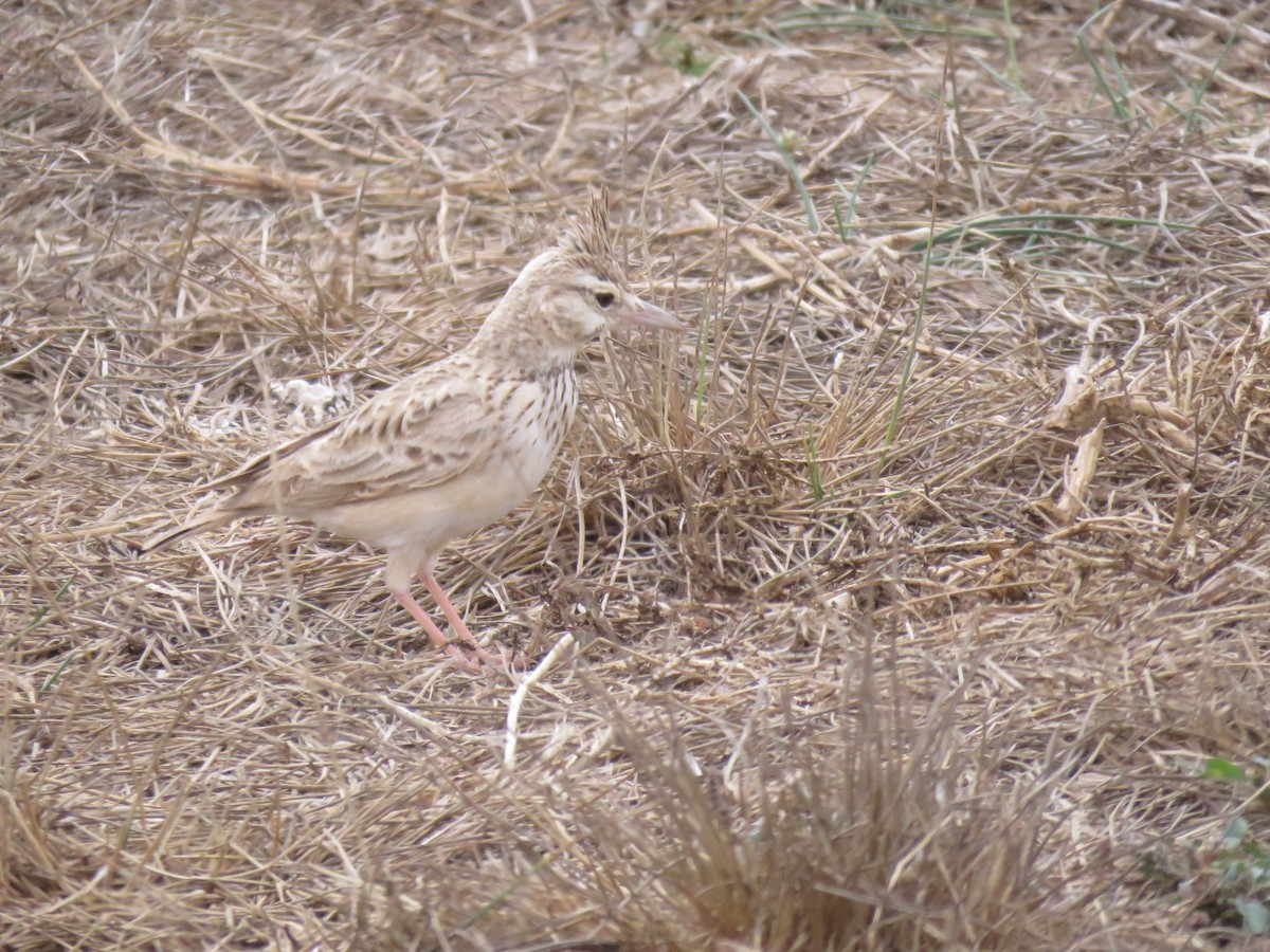 Crested Lark (Maghreb) - ML632109450