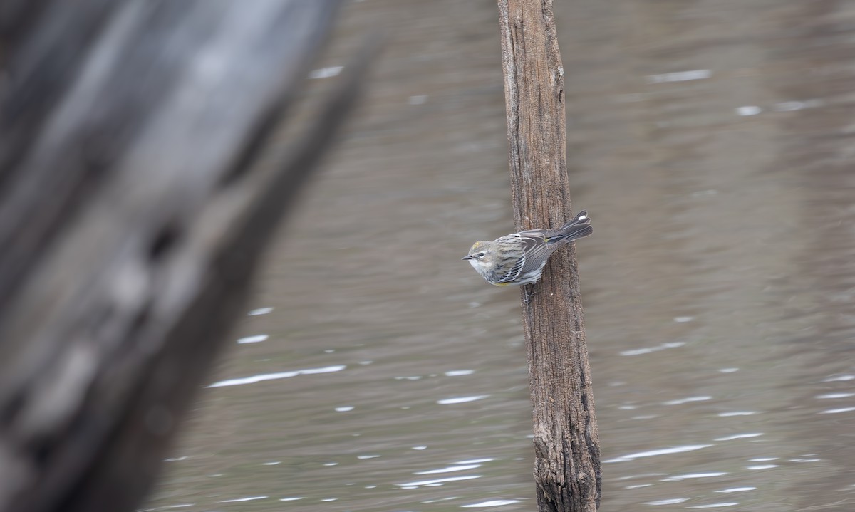 Yellow-rumped Warbler (Myrtle) - ML632109454