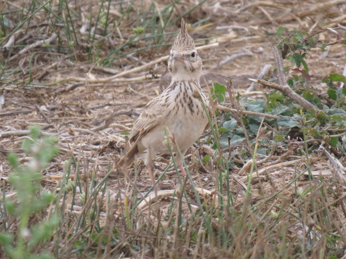 Crested Lark (Maghreb) - ML632109460