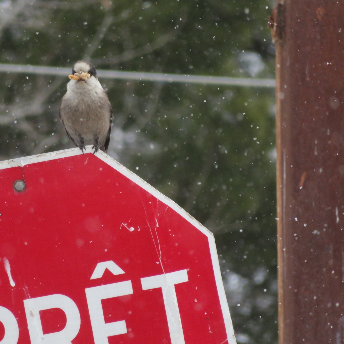 Canada Jay - ML632109484