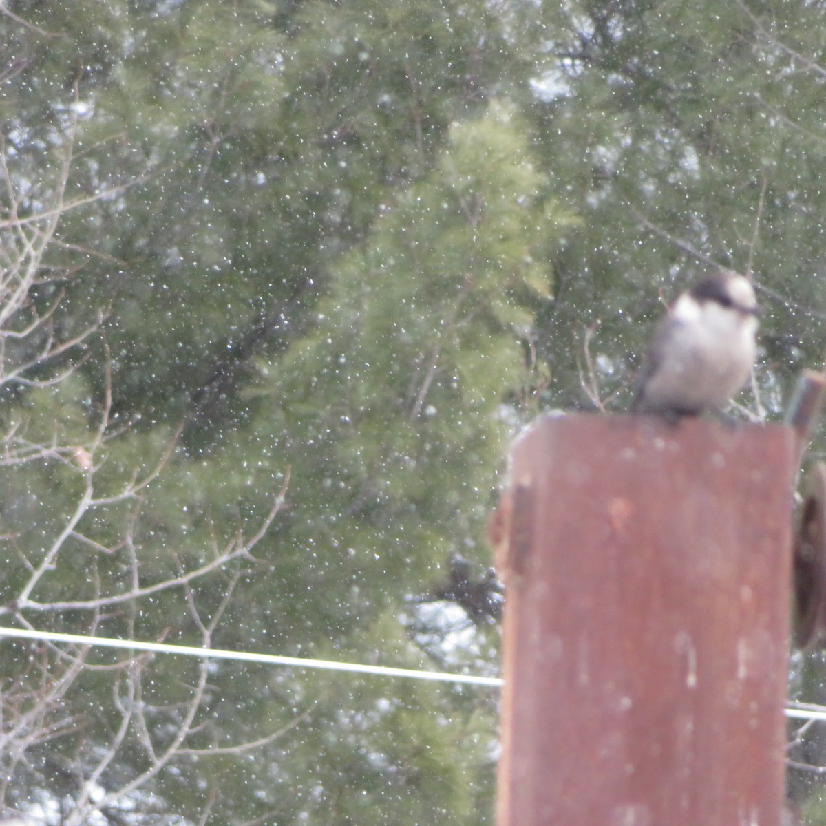 Canada Jay - ML632109485