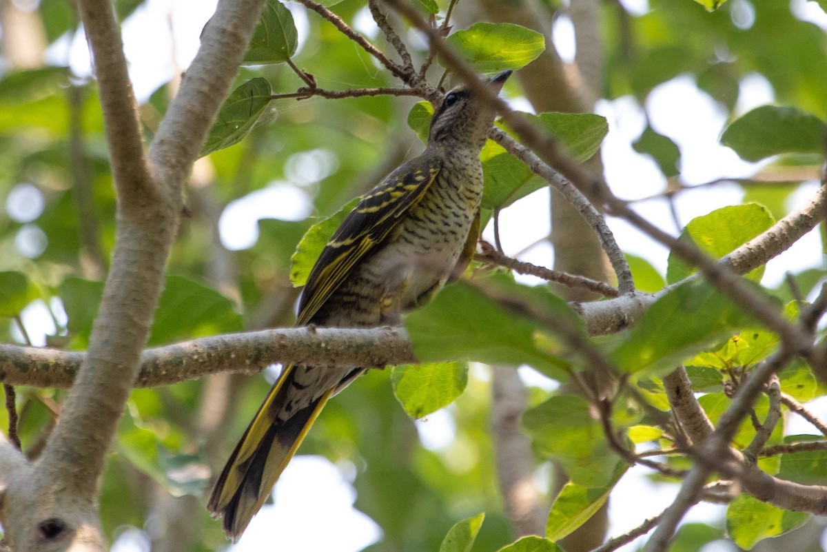 Red-shouldered Cuckooshrike - ML632109613