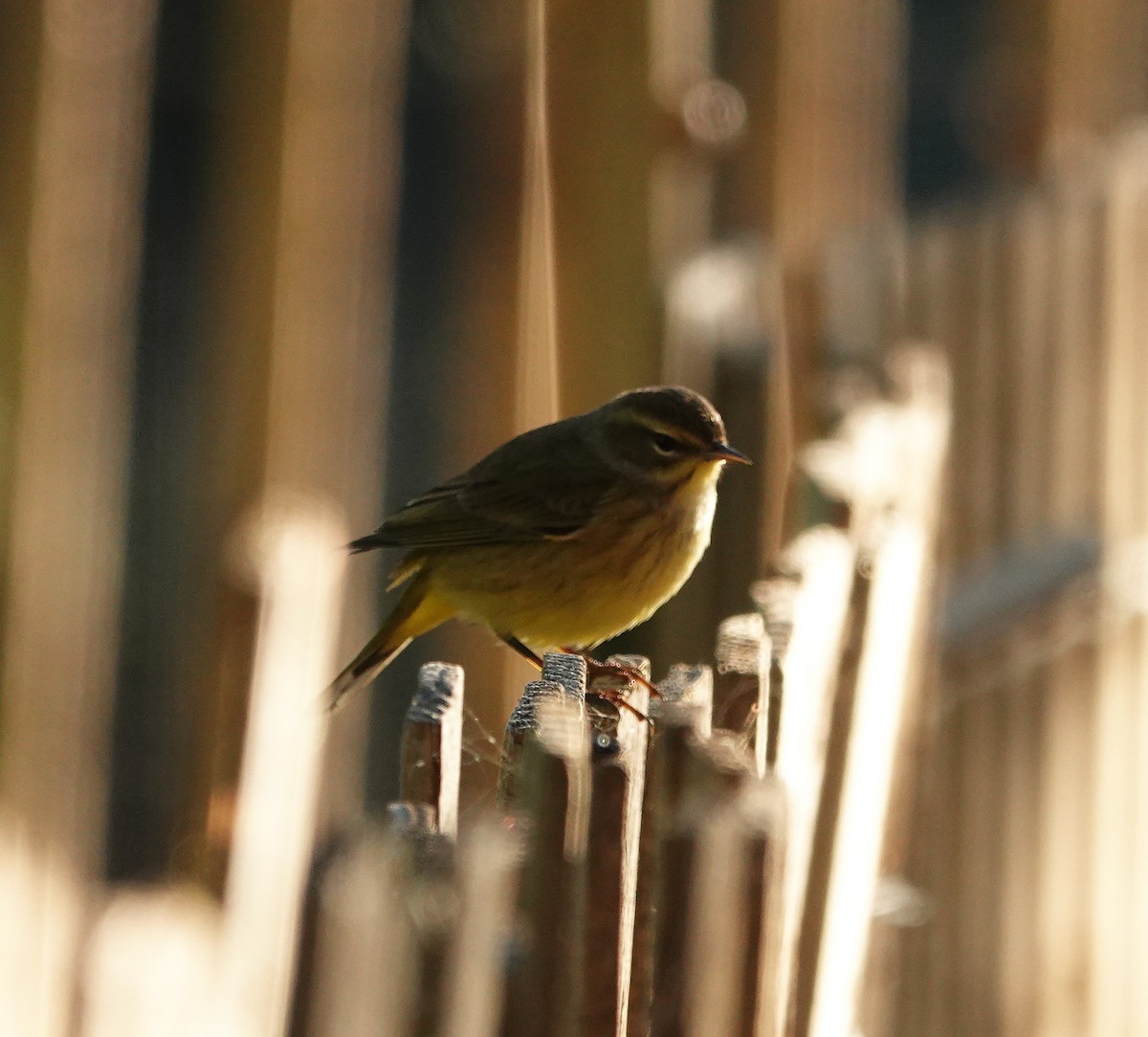 Palm Warbler - ML632109723