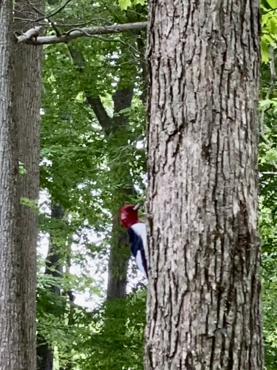 Red-headed Woodpecker - ML632109755