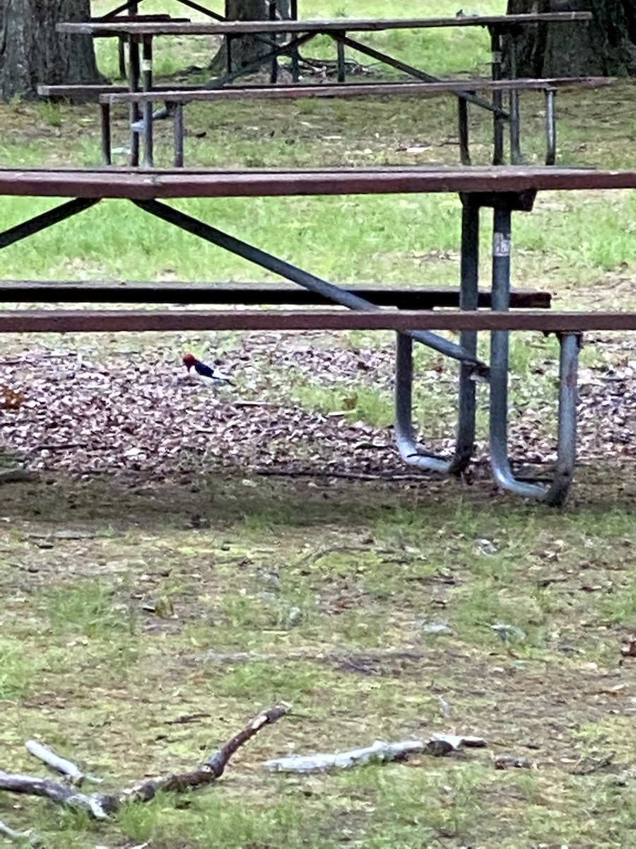 Red-headed Woodpecker - ML632109756