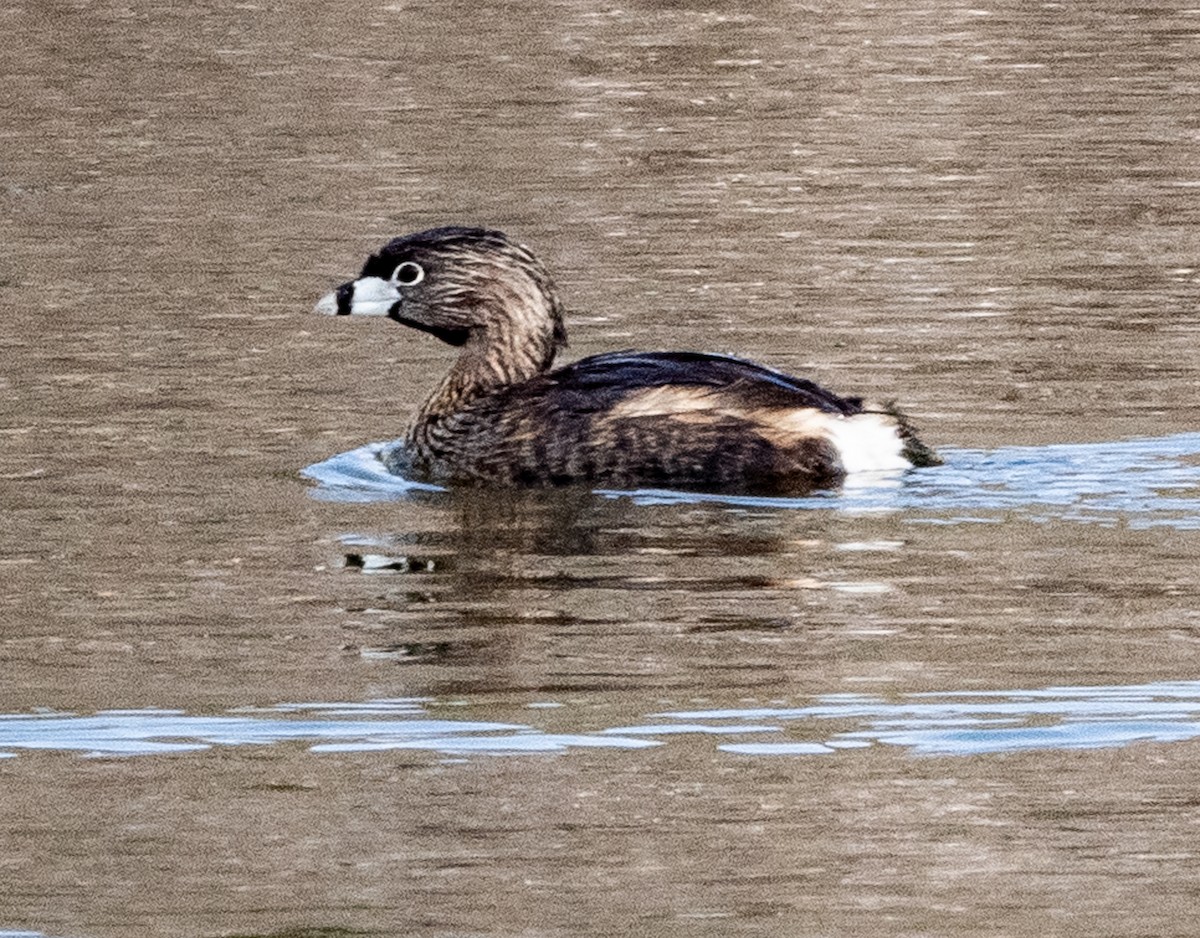 Pied-billed Grebe - ML632109984